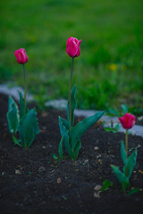 pink tulips in the garden at sunset