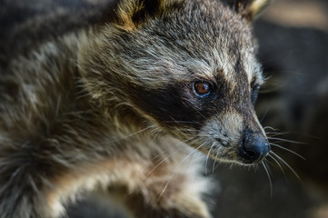 Cute Raccoon portrait close up - Procyon lotor