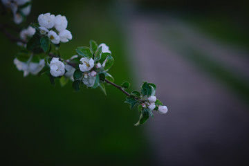 blossoming apple tree
