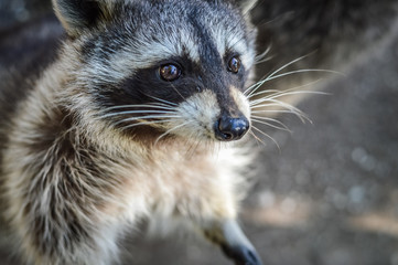 Cute Raccoon portrait close up - Procyon lotor