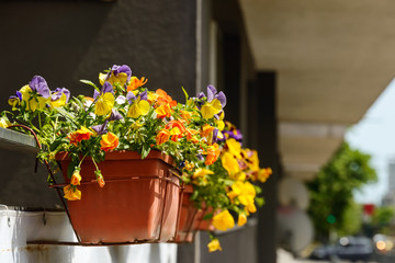 Fototapeta na wymiar First floor balcony decorated with blooming garden pansies or heartsease of vibrant yellow, purple and orange colors in brown flower pots. Gardening as a hobby.