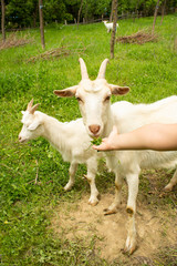 Child hand feeding white goats on pasture at spring . Free breeding  concept.