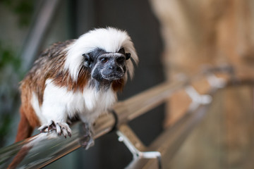Primate, Cotton-top tamarin, Saguinus oedipus, in Haus des Meeres, Viena, Austria