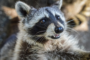Cute Raccoon portrait close up - Procyon lotor