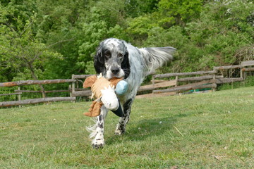 English Setter dog carrying a stuffed  toy bird in a garden