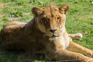 lion cub and lioness