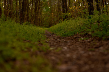 Fototapeta premium path in the forest