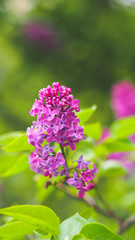 pink and purple flowers
