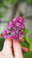 hand holding pink flower