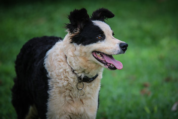 border collie dog