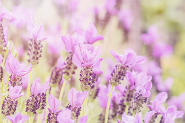 Naklejka premium Summertime. Blooming lavender in a field