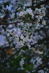 blossoming apple tree