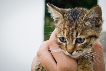 Primer plano de cachorro de gato doméstico