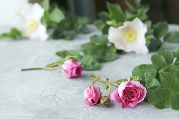 Fresh buds and flowers of roses, hearts on a textured gray background, for romantic greetings