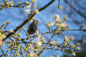 bird on a tree - starling sitting on a branch of a blossoming apple tree