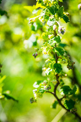 Fototapeta premium Blosoming currant bush. Selective focus.