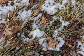 leaves, snow and grass