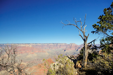lonely tree in the grand canyon