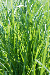 Juicy green grass in the bright rays of the sun. Background and texture. The concept of freshness and brightness.