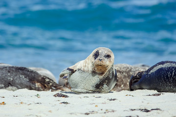 Baby seal on the beach