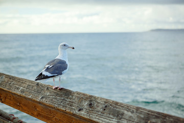 Gray seagull on the pier