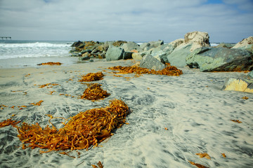 Orange seaweed on the beach with rocks © Ilya