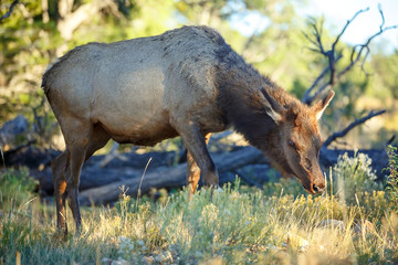 A lonely young brown deer eats grass in the forest, by the sunset.