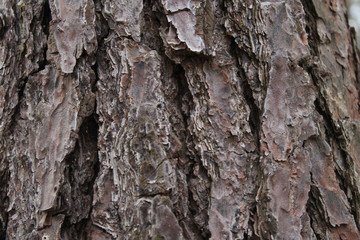 bark on a tree