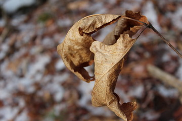 leaves