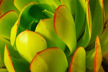 acercamiento de una planta verde con vivos rojos