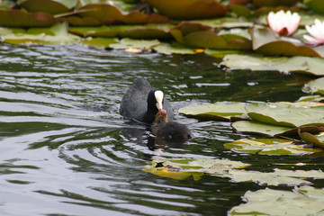The bird coots in the spring