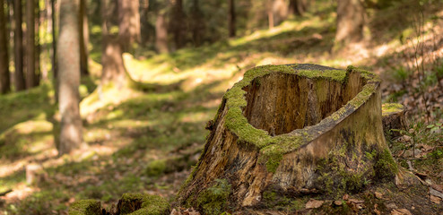 hollow tree stump overgrown with moss, in the forest