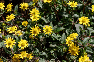 Closeup zinnia yellow flowers - Latin name - Sanvitalia procumbens