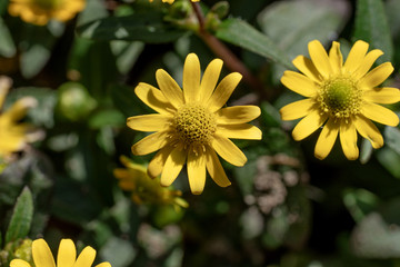 Closeup zinnia yellow flowers - Latin name - Sanvitalia procumbens