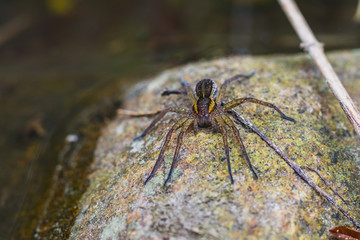 spider on a stone by a stream
