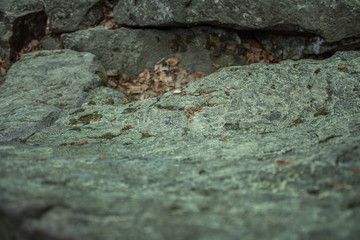 Skały granitowe porośnięte mchem z uschniętymi liśćmi