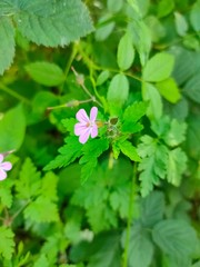 pink flowers in the garden