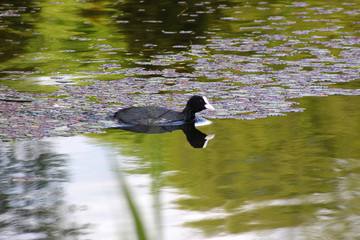 The bird coots in the spring