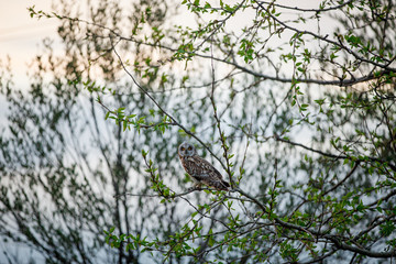 big owl sits on a tree branch