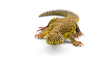 Spiny-tailed Lizard isolated on white background