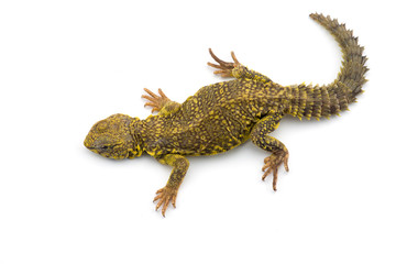 Fototapeta premium Spiny-tailed Lizard isolated on white background