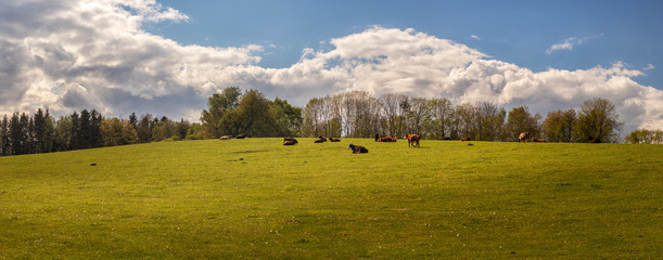 Beef cattle - herd of cows grazing in the pasture in hilly landscape, grassy meadow in the...