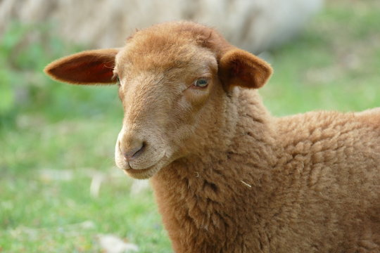 Portrait of a brown lamb or very young sheep of the German breed Coburger Fuchsschaf