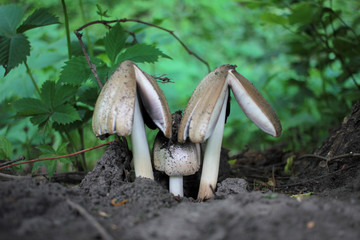Mushroom`s family in the summer forest. Three Lamellar fungus under the tree