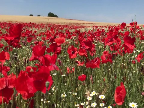 Amapolas enn campo de trigo
