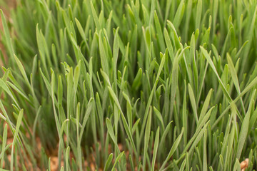 Fototapeta na wymiar Fresh green grass with seeds