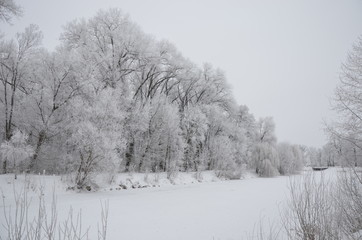 trees in snow