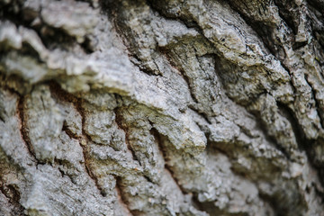 tree bark texture