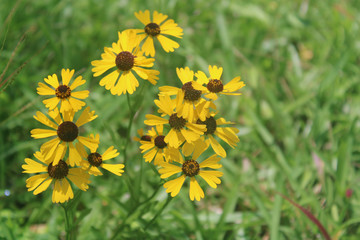 Wild Southern Field Daisies