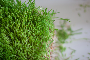 Freshly cut green grass made on hydroponics 